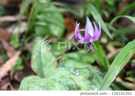 A photo of a dogtooth violet flower taken in Ogushi, Yoshii-cho, Takasaki City. A photo of a dogtooth violet flower taken in Ogushi, Yoshii-cho, Takasaki City. 138182262