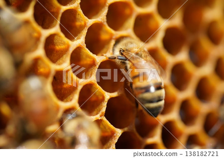 Worker bee's job 138182721