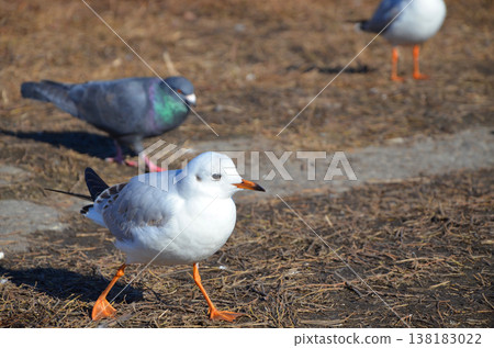 黑頭鷗和其他野生鳥類聚集在水邊。 黑頭鷗和其他野生鳥類聚集在水邊。 138183022
