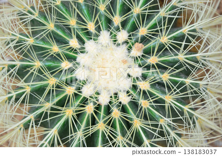 從上面直接看到的仙人掌 138183037