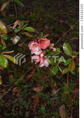 Japanese quince blossoms - March 2026 Japanese quince blossoms - March 2026 138183205