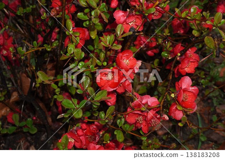 Japanese quince blossoms - March 2026 Japanese quince blossoms - March 2026 138183208