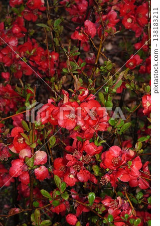 Japanese quince blossoms - March 2026 Japanese quince blossoms - March 2026 138183211