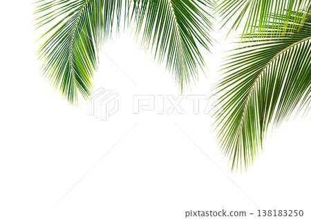 Coconut palm leaves isolated on white background Coconut palm leaves isolated on white background 138183250