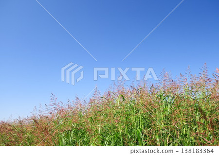 Sorghum halepense growing on the embankment of a drainage channel in late autumn, against a blue sky. 138183364