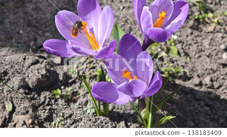 Purple crocus flowers blooming in garden soil with a bee collecting nectar, showcasing vibrant petals and green foliage in a natural outdoor setting Purple crocus flowers blooming in garden soil with a bee collecting nectar, showcasing vibrant petals and green foliage in a natural outdoor setting 138183409