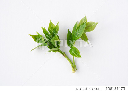 接骨木幼苗的特寫 接骨木幼苗的特寫 138183475