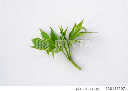 Close-up of elderberry sprouts 138183507
