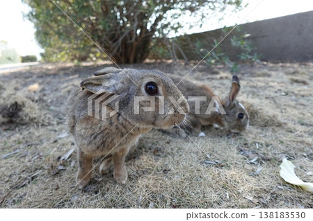 Two friendly rabbits 138183530