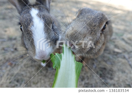 Two friendly rabbits Two friendly rabbits 138183534
