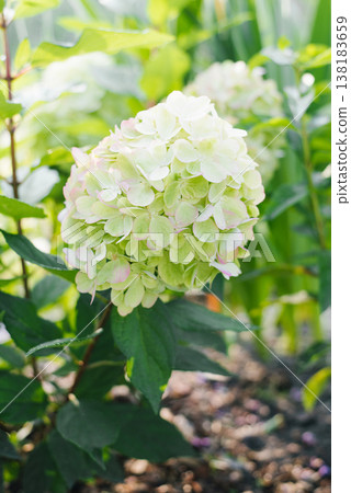 Young panicle hydrangea Bonfire bush in garden 138183659