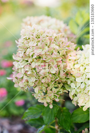Pixio panicle hydrangea blooming in summer garden Pixio panicle hydrangea blooming in summer garden 138183660
