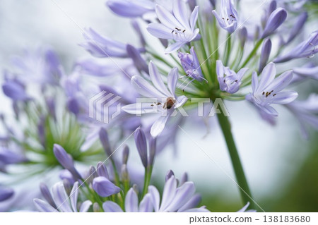 A day in the life of a honeybee (excerpt) 138183680