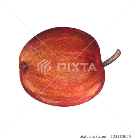 apple watercolor illustration 138183690