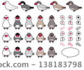 A set of illustrations featuring Java sparrows (white sparrow, cherry blossom sparrow, silver sparrow, cinnamon sparrow, and chick). 138183798