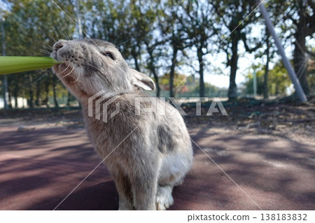 Rabbit eating vegetables Rabbit eating vegetables 138183832