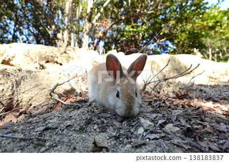 A little rabbit I met on the island A little rabbit I met on the island 138183837