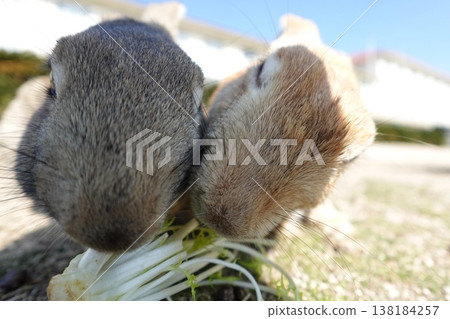 Rabbits happily eating mizuna greens together 138184257