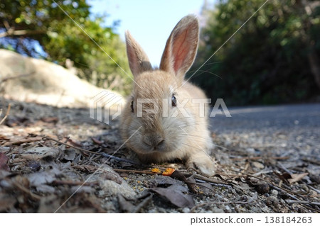 cute little rabbit cute little rabbit 138184263