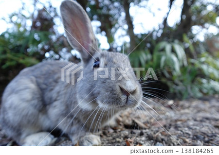 Big-eared rabbit Big-eared rabbit 138184265