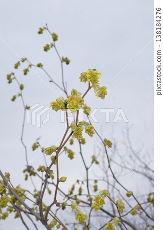 Yellow flowers of Corylopsis spicata - March 2026 138184276