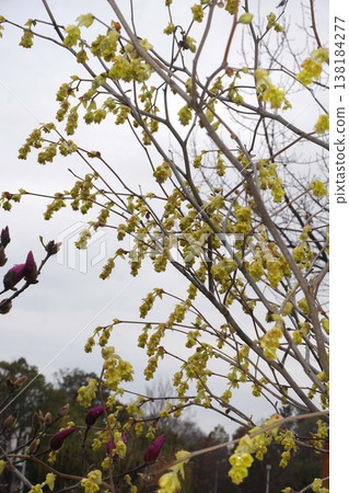Yellow flowers of Corylopsis spicata - March 2026 Yellow flowers of Corylopsis spicata - March 2026 138184277