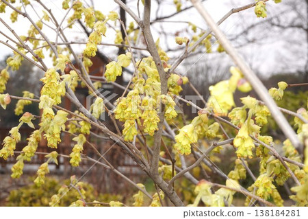 穗狀金盞花（Corylopsis spicata）的黃色花 - 2026年3月 138184281