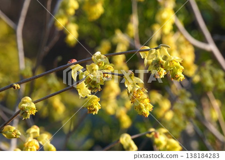 穗狀金盞花（Corylopsis spicata）的黃色花 - 2026年3月 138184283
