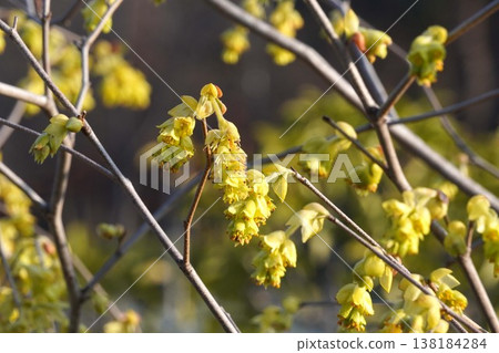 穗狀金盞花（Corylopsis spicata）的黃色花 - 2026年3月 138184284