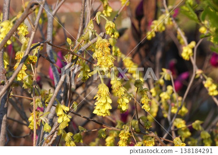 穗狀金盞花（Corylopsis spicata）的黃色花 - 2026年3月 138184291