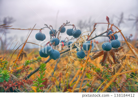 Large Mature blueberries in autumn in the tundra of Lapland Large Mature blueberries in autumn in the tundra of Lapland 138184412