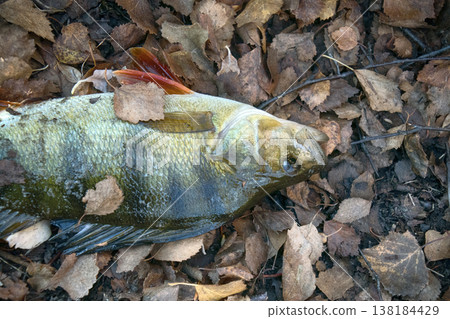 autumn perch from river among leaves of forest. autumn perch from river among leaves of forest. 138184429