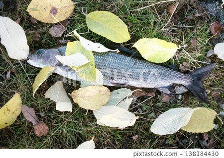 Autumn fishing. Such welcome to fishermen bold autumn grayling. 138184430