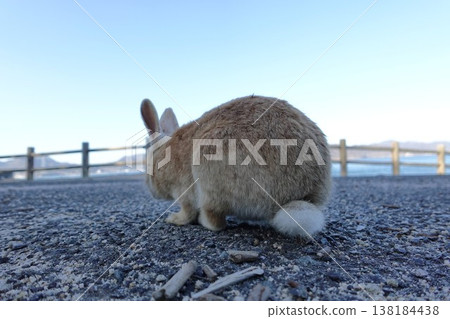 Cute rabbit tail Cute rabbit tail 138184438
