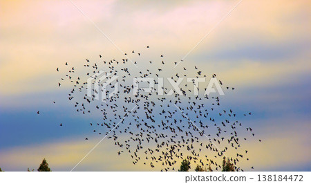 flock of jackdaws flock of jackdaws 138184472