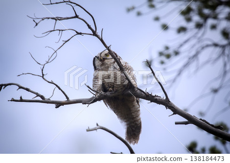 owl on a tree in a mountain forest 138184473