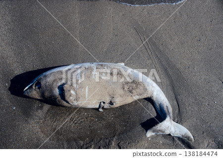 dead Dolphin thrown on beach 138184474