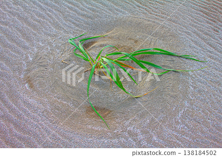 Human life is like grass in wind. conception Human life is like grass in wind. conception 138184502