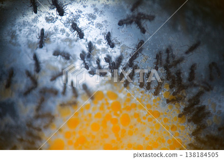 Ants crowded around sweet spot of jam Ants crowded around sweet spot of jam 138184505