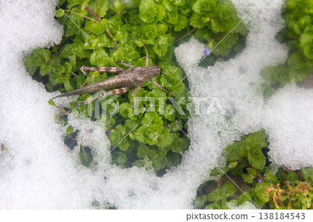 Snow fell on green grass and grasshopper spend winter Snow fell on green grass and grasshopper spend winter 138184543