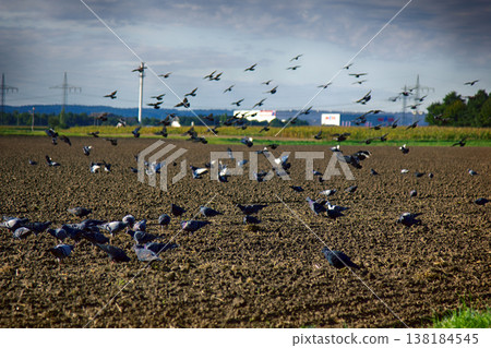 Sowing of winter crops and feeding on sown field of gray pigeons 138184545