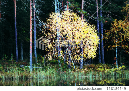 Rich range of colors of autumn forest on shore of quiet foggy lake 138184549