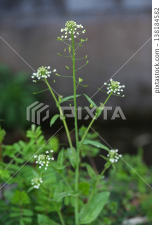 white shepherd flower white shepherd flower 138184582