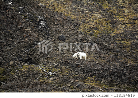 Polar Bears on Franz Joseph Land. Female with funny plump cub 138184619