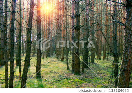 Pine plantations in Germany 138184623