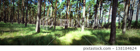 Summer day in pine forest. Summer day in pine forest. 138184624