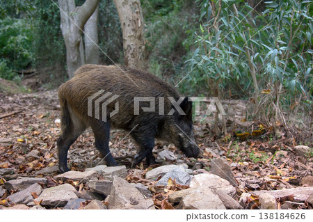 Wild boar digs snout acorns in woods Wild boar digs snout acorns in woods 138184626