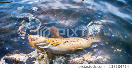 Spinning fishing (lure fishing) trout in lakes of Scandinavia. Spinning fishing (lure fishing) trout in lakes of Scandinavia. 138184714
