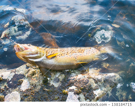 Spinning fishing (lure fishing) trout in lakes of Scandinavia. 138184715