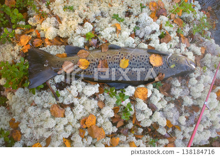 Autumn trout male in breeding color 138184716